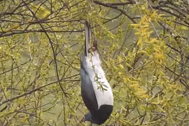 Bồ câu gỗ New Zealand được mệnh danh là "những gã say xỉn trên trời"