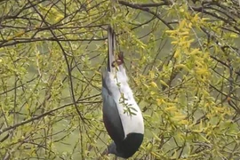 Bồ câu gỗ New Zealand được mệnh danh là "những gã say xỉn trên trời"