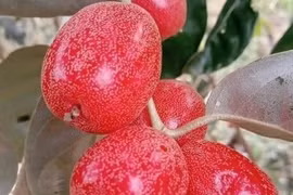 Nhiều công dụng bất ngờ từ thứ quả chua chát trong vườn