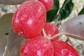 Nhiều công dụng bất ngờ từ thứ quả chua chát trong vườn