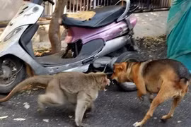  Chiến tranh giữa các loài vật còn khốc liệt hơn chúng ta vẫn tưởng