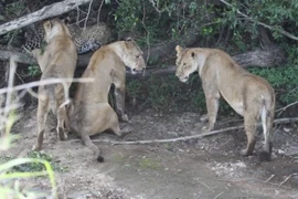 Clip: Báo hoa mai dũng mãnh chống lại cả bầy sư tử 