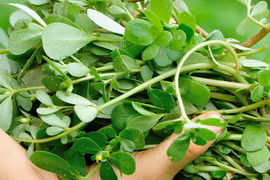 Bất ngờ loại rau dại là vị thuốc trường thọ, vitamin dưỡng da