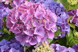 Người sinh ngày Âm lịch này, đàn ông hay phụ nữ đều có số làm giàu 