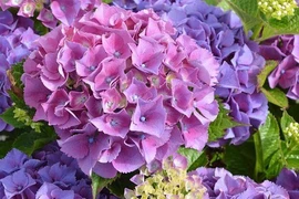 Người sinh ngày Âm lịch này, đàn ông hay phụ nữ đều có số làm giàu 