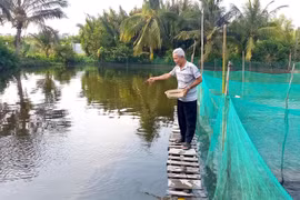 Nuôi cá tra kiểu Sài Gòn, ông nông dân thu trăm triệu mỗi năm