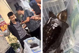 Bị khởi tố vì bắt rùa đầu to mang bán với giá 3 triệu đồng