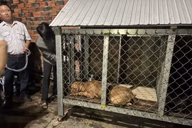 Chó pitbull cắn chết người: Chủ nuôi là con nạn nhân…xử sao?