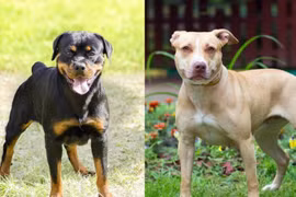 Đề xuất cấm nuôi chó dữ: Pitbull, Becgie, Rottweiler… loài nào nên cấm?
