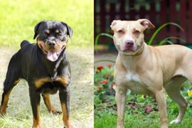 Đề xuất cấm nuôi chó dữ: Pitbull, Becgie, Rottweiler… loài nào nên cấm?