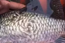  Mua cá vảy lạ tưởng quý, hóa ra trong bụng chứa điều kinh dị 