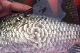  Mua cá vảy lạ tưởng quý, hóa ra trong bụng chứa điều kinh dị 