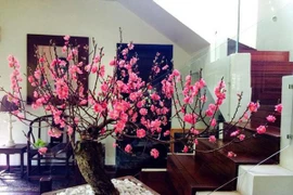 Tết về làm cách này nhà lâu không ở sạch đẹp như mới