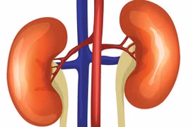 3 vị trí đau cảnh báo bệnh thận cần lưu ý