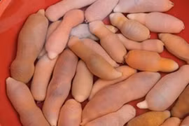 Ngã ngửa trước đặc sản hình dạng nhạy cảm, cách ăn càng gây sốc