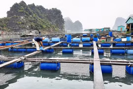 Quảng Ninh xin làm dự án trong vùng đệm Di sản thế giới