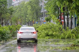 Bão số 2: Cây đổ, biển quảng cáo bay tứ tung ở Quảng Ninh