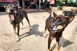 Quảng Ninh: Công bố bệnh dịch dại sau khi một chó cắn 14 người