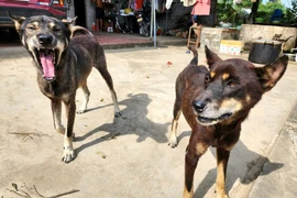 Quảng Ninh: Công bố bệnh dịch dại sau khi một chó cắn 14 người