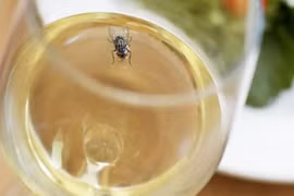 97% thực khách vẫn ăn thức ăn bẩn bị ruồi bâu