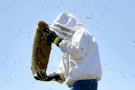 Bị ong đốt cả ngàn vết vẫn sống sót thần kỳ