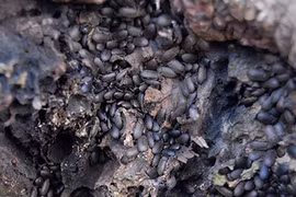 Sợ bọ đậu đen là điềm gở, người dân làm lễ cúng tiễn