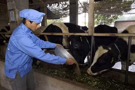 Love’ in Farm và câu chuyện làm nên sản phẩm sữa tiêu chuẩn