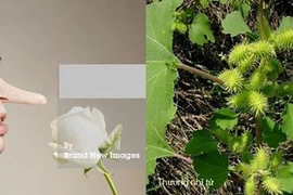 Mũi - “chiếc vé thông hành” của mùi hương