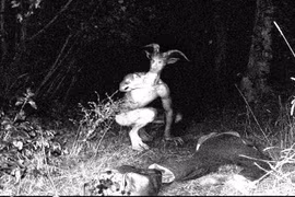 Hình ảnh cực bí hiểm về các loài quái vật