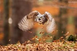 Thư giãn với loạt ảnh... tức cười về loài chim cú