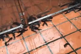 Video: Kỳ thú hàng trăm con cá rô xuất hiện trong sân nhà ở Hải Phòng