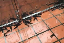 Video: Kỳ thú hàng trăm con cá rô xuất hiện trong sân nhà ở Hải Phòng