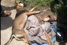 Hai cẩu tặc may mắn được... CSGT bắt