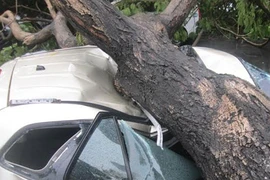 Cây xanh liên tục bật gốc đè người, xe giữa trung tâm TP HCM