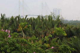 “Đất vàng” TP HCM rậm rạp cỏ hoang vì... lợi ích nhóm?