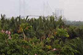 “Đất vàng” TP HCM rậm rạp cỏ hoang vì... lợi ích nhóm?