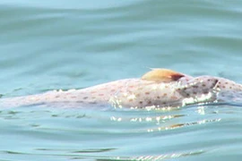 Phú Yên: Cá nuôi chết hàng loạt, ngư dân trắng tay