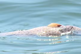 Phú Yên: Cá nuôi chết hàng loạt, ngư dân trắng tay