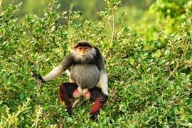 Thừa Thiên-Huế: Phát hiện đàn voọc chà vá cực quý hiếm