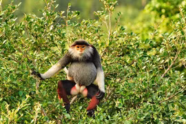 Thừa Thiên-Huế: Phát hiện đàn voọc chà vá cực quý hiếm