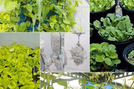 Vườn rau nhỏ xinh xanh mướt trên sân thượng của mẹ Việt 