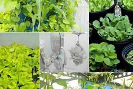 Vườn rau nhỏ xinh xanh mướt trên sân thượng của mẹ Việt 