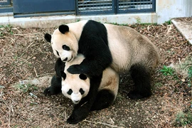 Sốc: Kinh tế Nhật tăng 5,5 nghìn tỷ/ngày nhờ một con gấu trúc đẻ