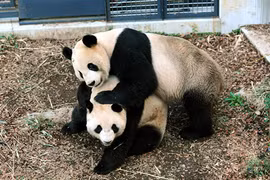 Sốc: Kinh tế Nhật tăng 5,5 nghìn tỷ/ngày nhờ một con gấu trúc đẻ