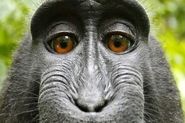 Ảnh selfie của chú khỉ định đoạt tương lai của bản quyền AI