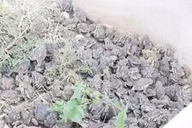 Nuôi loài lưỡng cư “gớm ghiếc”, mỗi năm kiếm gần 70 tỷ