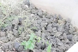 Nuôi loài lưỡng cư “gớm ghiếc”, mỗi năm kiếm gần 70 tỷ