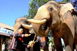 Người sở hữu nhiều voi nhất Tây Nguyên qua đời