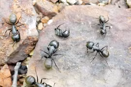 Bỏ phố về quê “săn” kiến, tưởng điên khùng mà kiếm bộn tiền