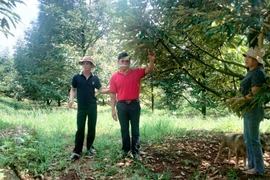 Gia Lai: Làm giàu nhờ cây sầu riêng